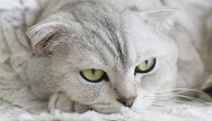 现在中国境内的正在经营的比特币交易所都是有哪些？